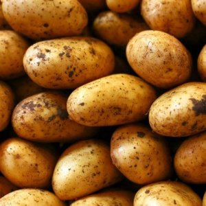 Germain - Pommes de terre Agria 1 kg