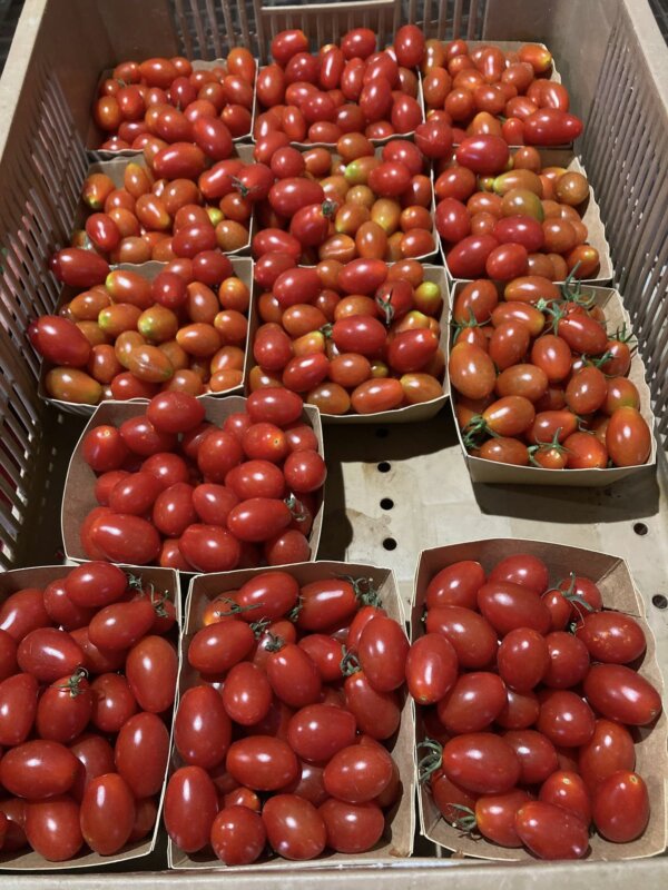 Virginie - Tomates cerise ( 250g)