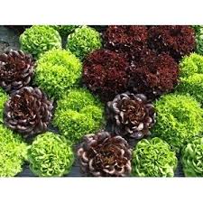 Virginie - Salade Salanova