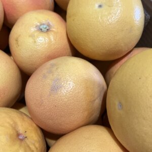 Virginie - Pomelos Corse bio ( le kg)